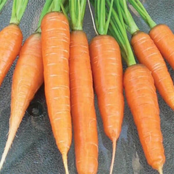 Carrot Seeds - West Coast Seeds